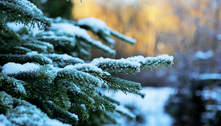 Skal du eksportere juletræer og pyntegrønt?