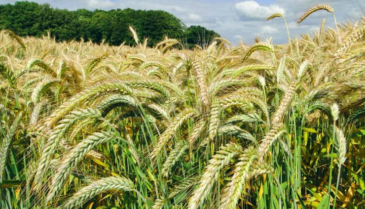Alle udbyttetal for triticale 2022
