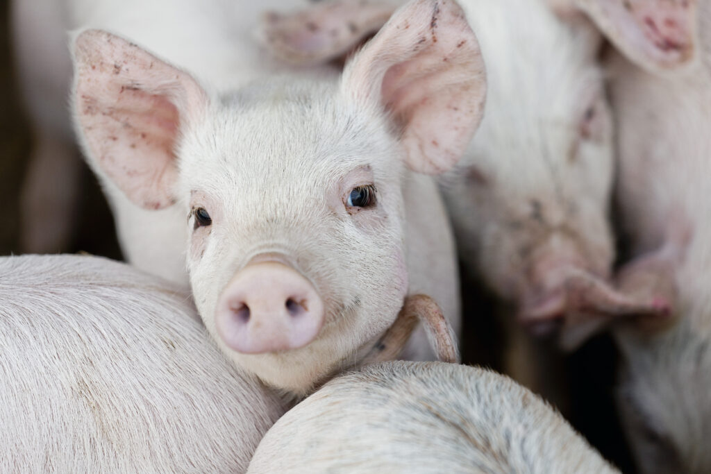 Animalsk produktion (kvt.) 2. kvt. 2023 - I det seneste kvartal er der eksporteret flere grise end der er slagtet i Danmark. Det er ikke set tidligere.
